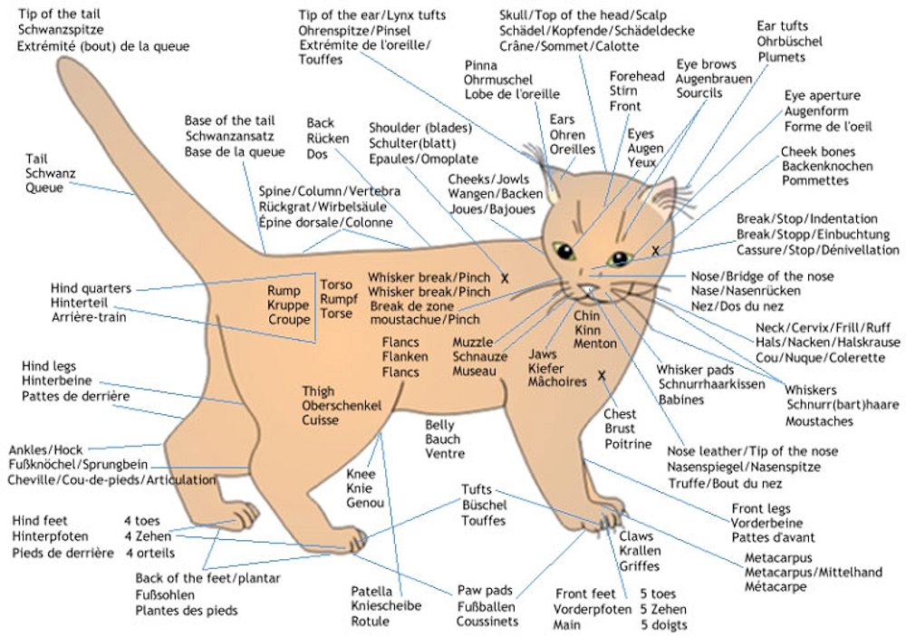 Как переводится кошек. Части морды кота с названиями. Строение тела кошки. Части тела кошки с названием. Внешнее строение кошки.